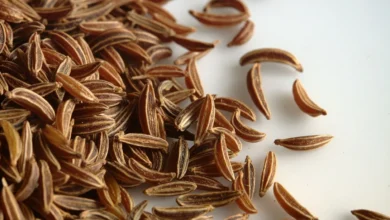 فوائد الكراوية