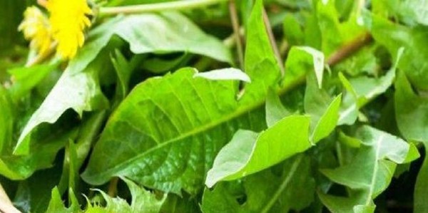 فوائد الهندباء