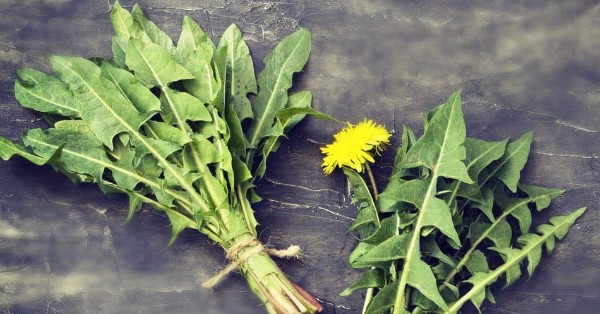 فوائد الهندباء