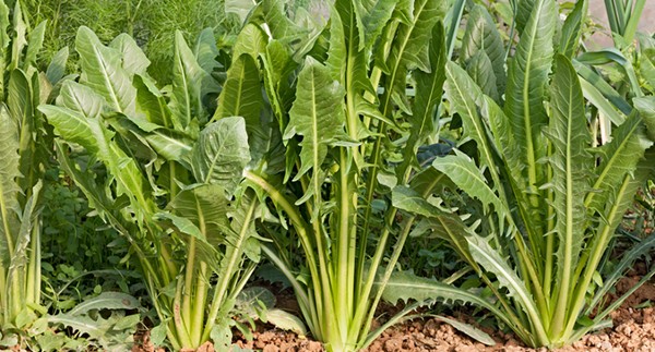 فوائد الهندباء