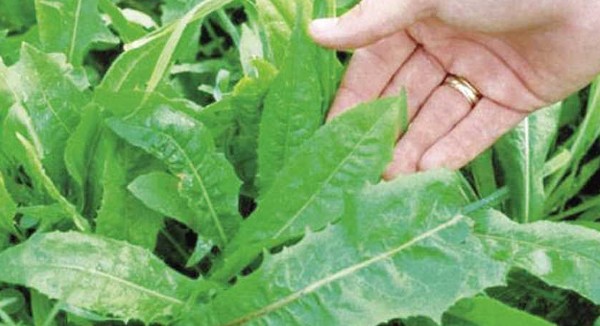 فوائد الهندباء