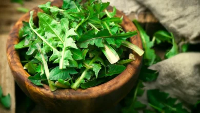 فوائد الهندباء