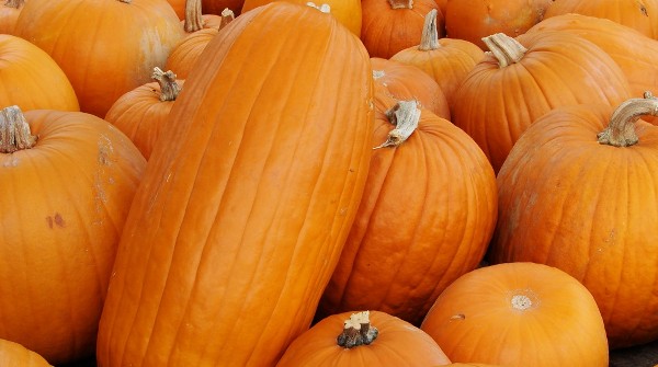 فوائد قرع العسل