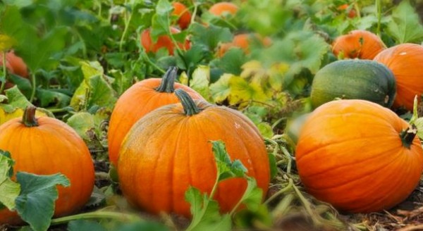 فوائد قرع العسل