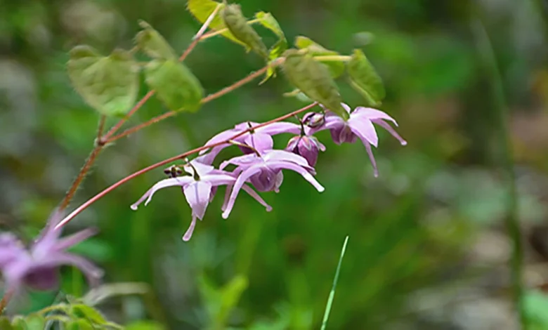 تجربتي مع عشبة العنزة