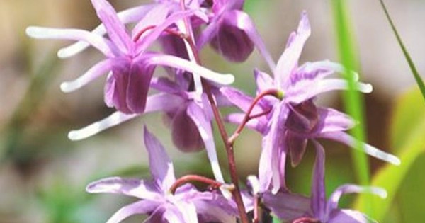 تجربتي مع عشبة العنزة