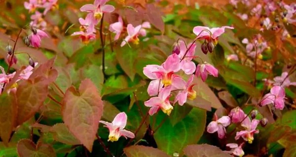 تجربتي مع عشبة العنزة