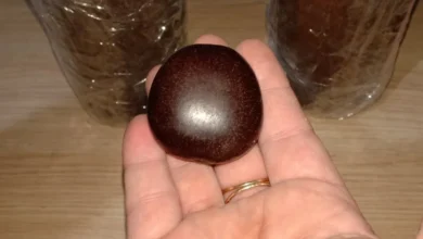 فوائد عشبة قرص القمر للرجال والنساء