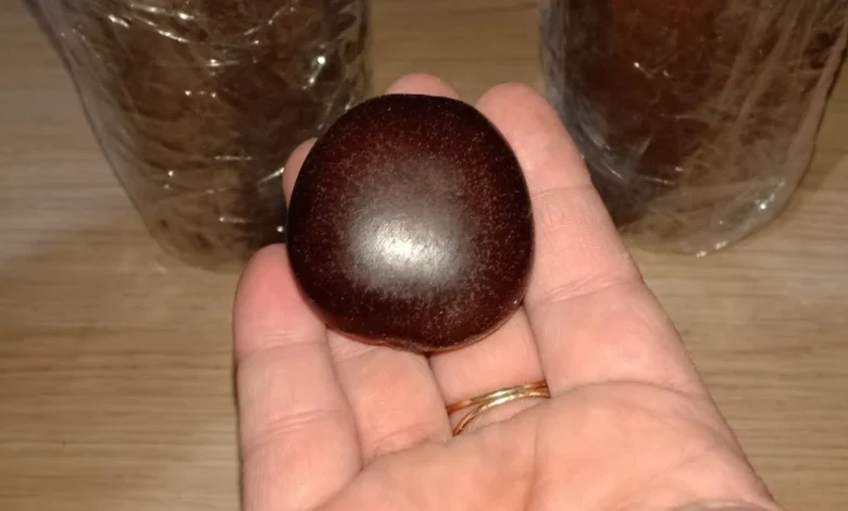 فوائد عشبة قرص القمر للرجال والنساء