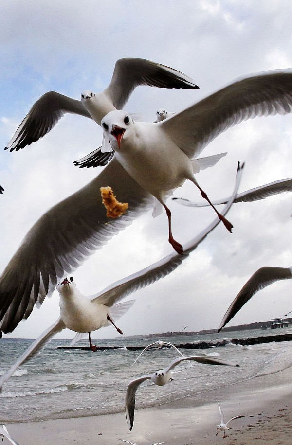 انواع الطيور