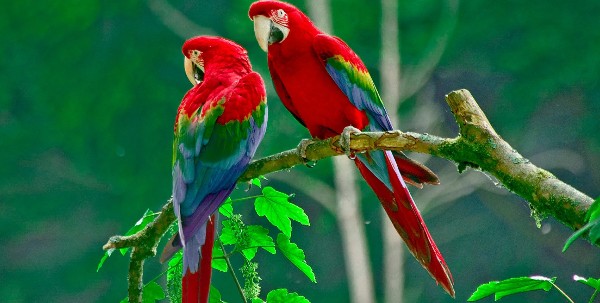 انواع الطيور