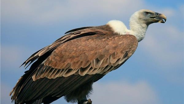 انواع الطيور