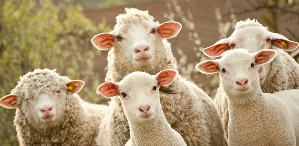 شروط الأضحية