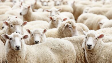 شروط الأضحية