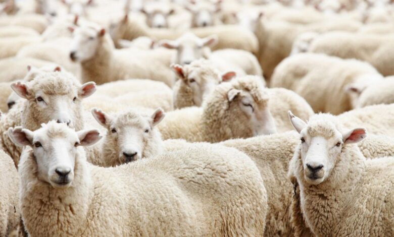 شروط الأضحية