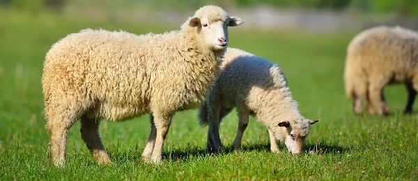 شروط الأضحية