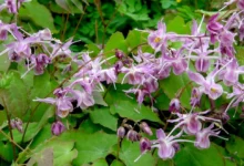 تجربتي مع عشبة العنزة