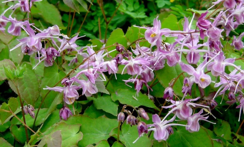 تجربتي مع عشبة العنزة