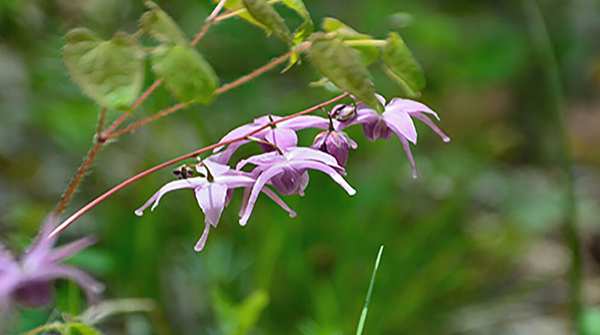 تجربتي مع عشبة العنزة