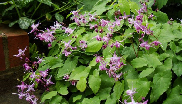 تجربتي مع عشبة العنزة