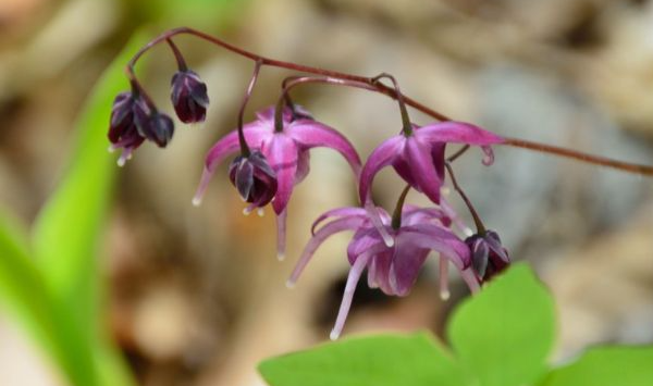 تجربتي مع عشبة العنزة