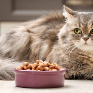 Bohemian Rhapsody Attire