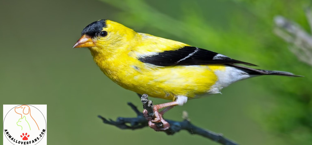 أنواع العصافير البرية أجمل وأندر عصافير